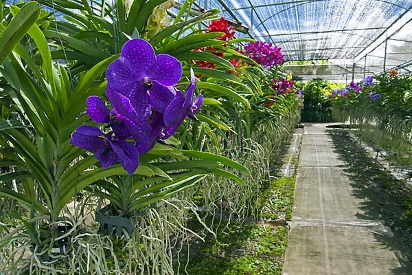 Colourful orchids in the greenhouse