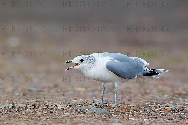 Common gull