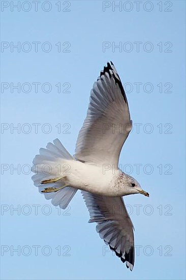Common gull