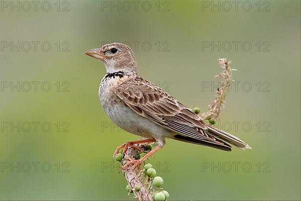 Bimaculated bimaculated lark