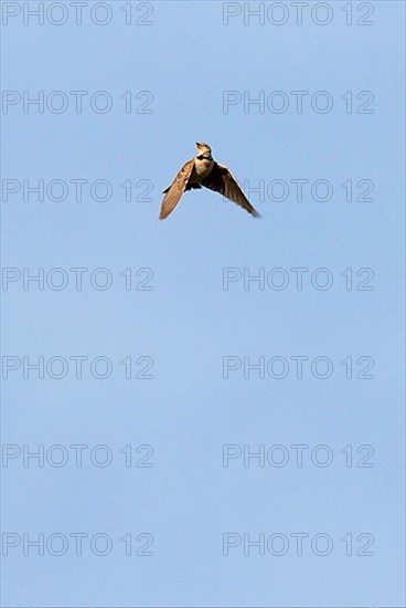 Bimaculated bimaculated lark