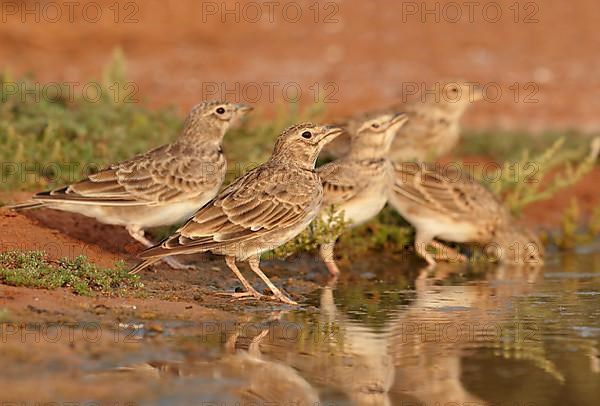 Calandra Lark