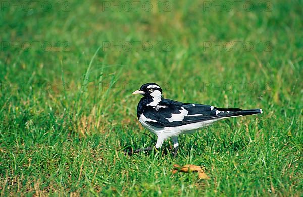Magpie Lark