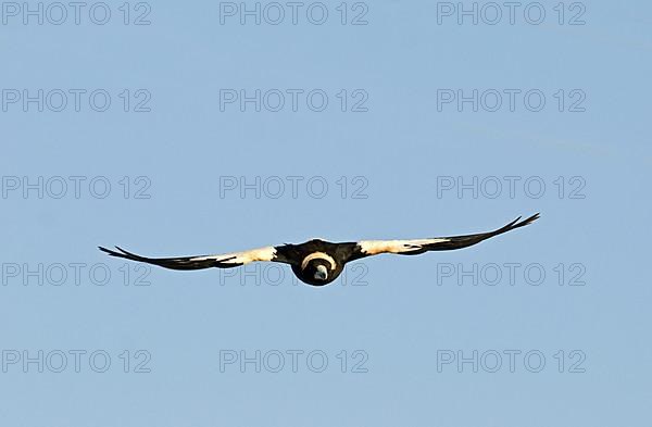 Australian Magpie