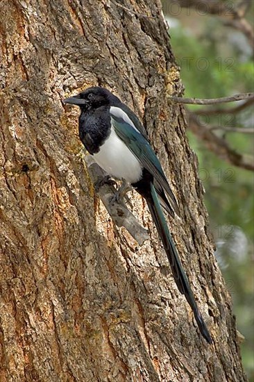 Black-billed magpie