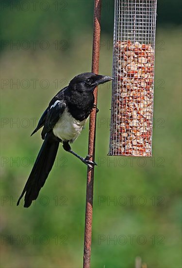 European magpie