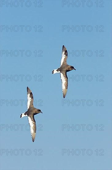 White-winged Petrel