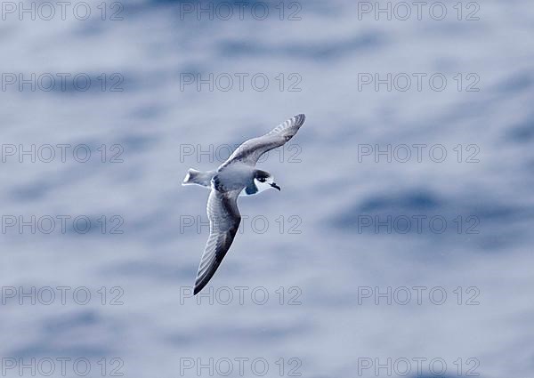 Blue petrel