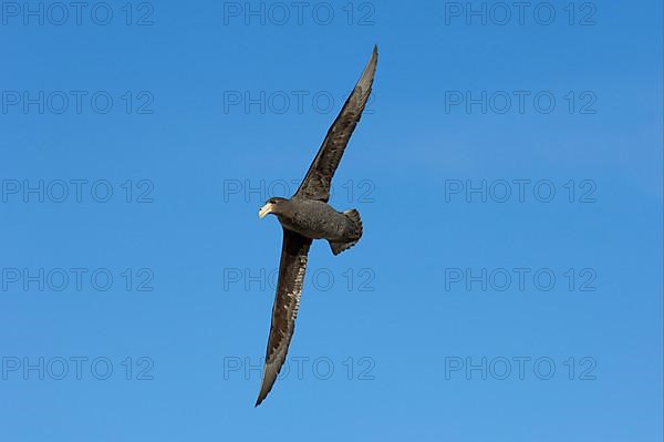 Southern giant petrel