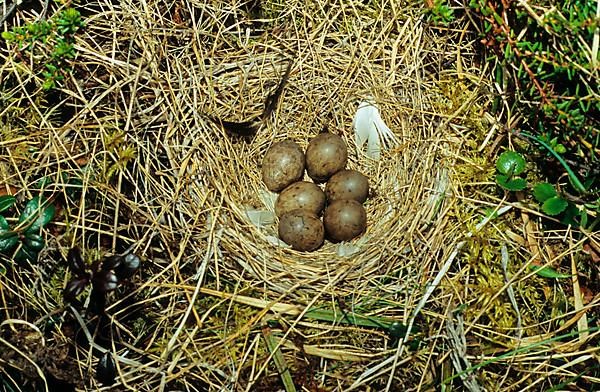 Red-throated pipit