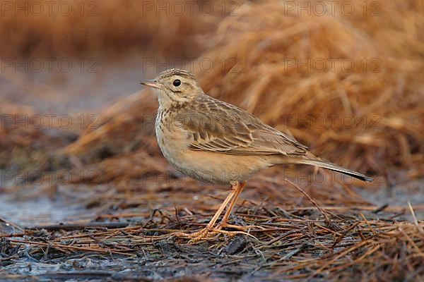 Richard's richard's pipit