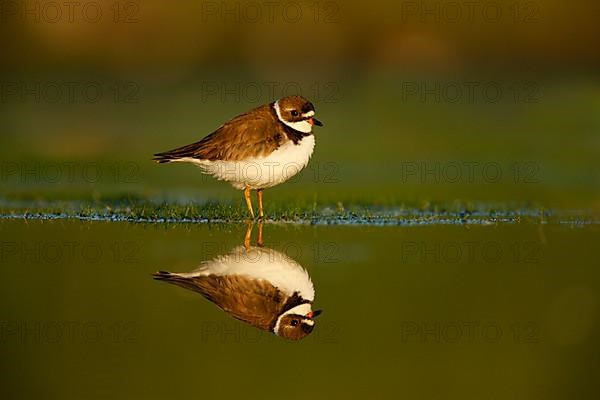 American Ringed Plover