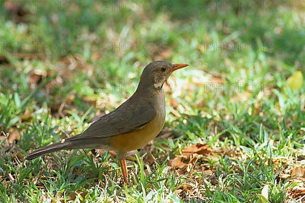 Kurrichane thrush