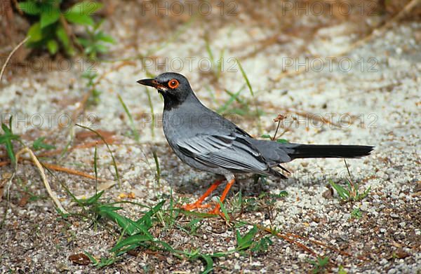Red-legged Thrush