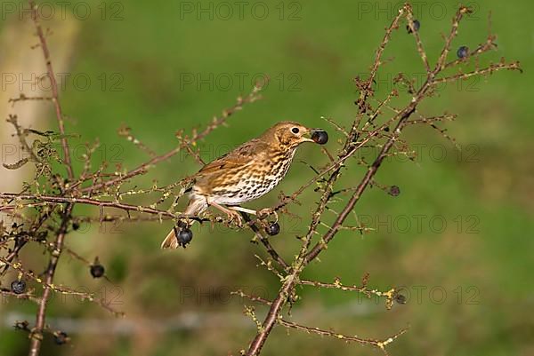 Song Thrush