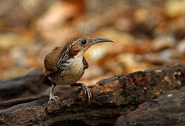 Large Scimitar-babbler