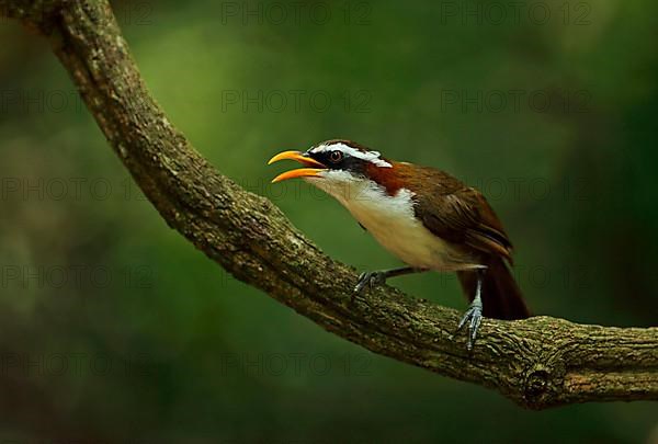 White-browed scimitar babbler