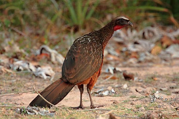 Chestnut-bellied guan