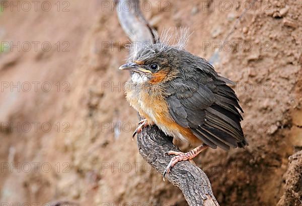 Black-streaked Scimitar-babbler