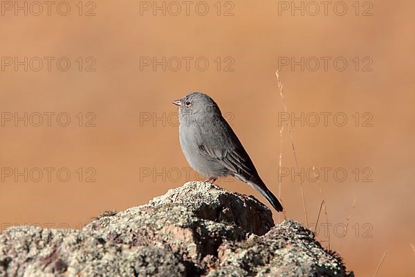 Plumbeous Sierra-finch