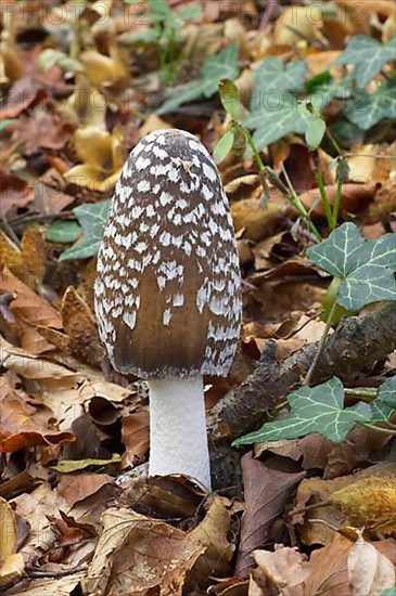 Coprinopsis picacea