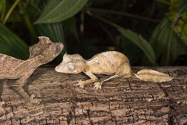 Fantastic satanic leaf tailed gecko