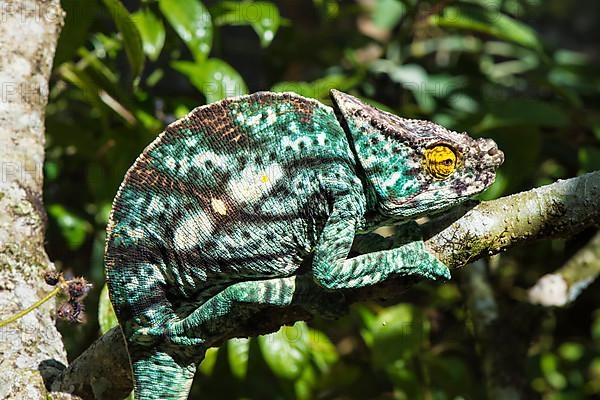 Parson's chameleon