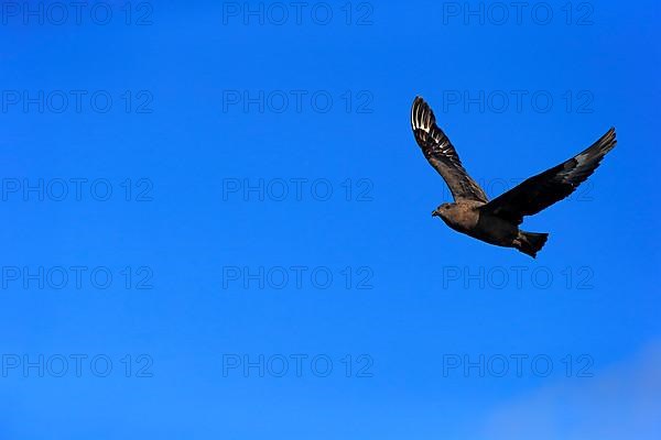 Subantarctic Skua