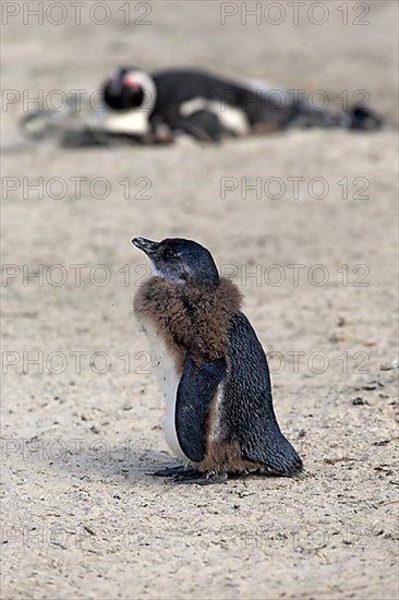 Gentoo african penguin