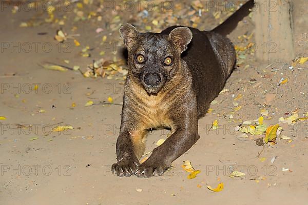 Fossa