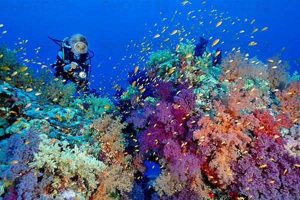 Diver and soft corals
