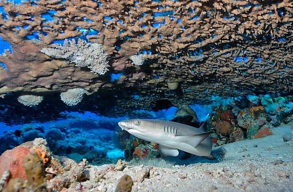 Juvenile whitetip reef shark