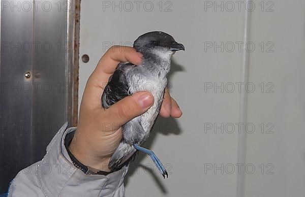 Broad-billed Diving Petrel