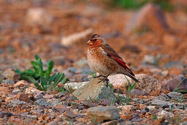 Crimson-winged Finch
