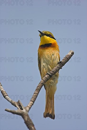 Little Bee-eater