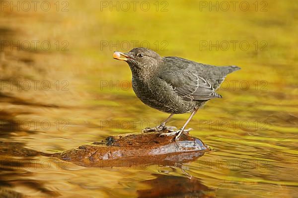 American Dipper