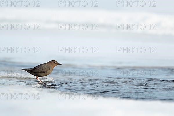 American Dipper