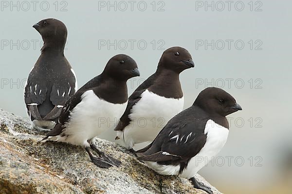 Little Auk