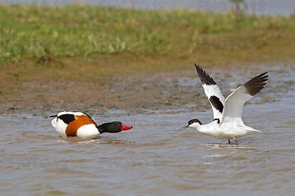 Eurasian Avocet