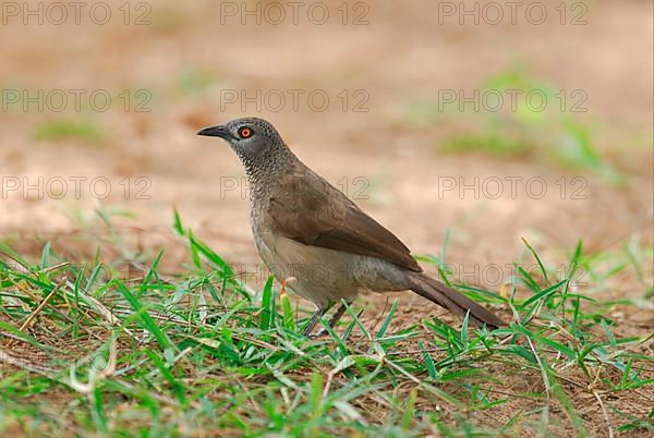 Brown Scimitar Babbler