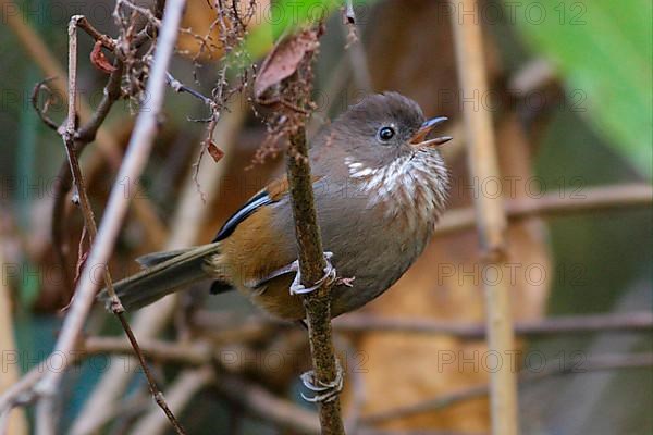 Brown-throated Fulvetta