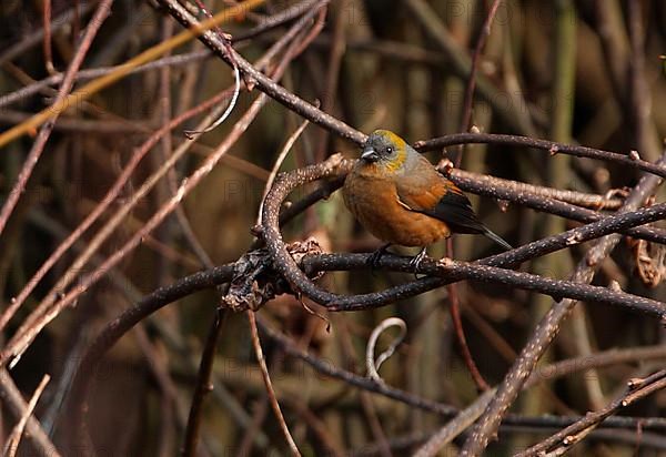 Golden-naped finch