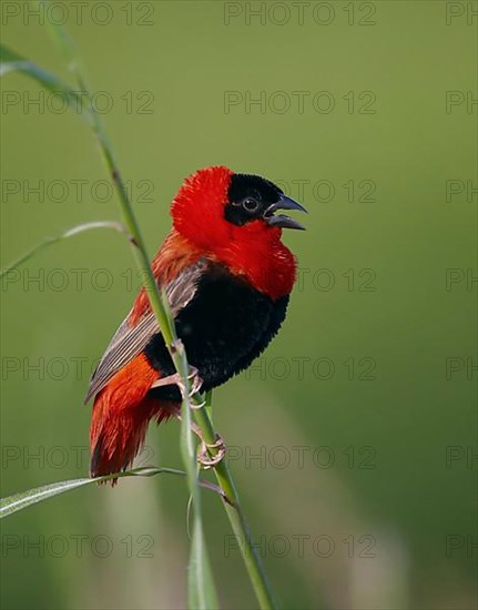 Northern northern red bishop