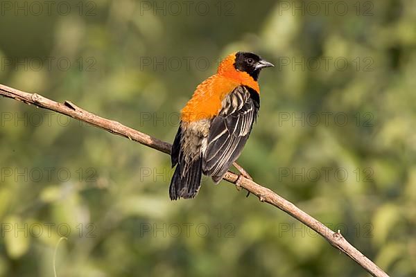 Black Bishop