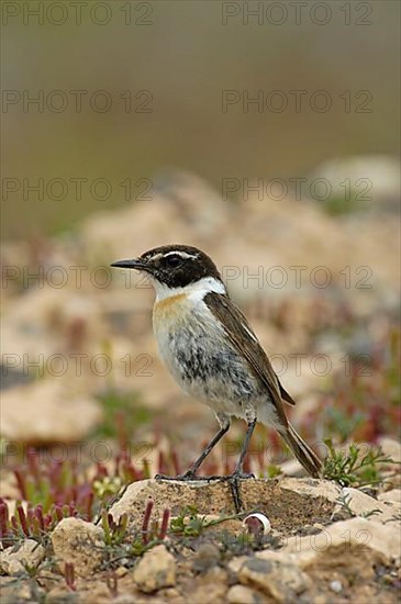 Canary Islands Chat