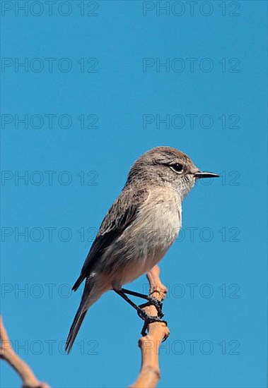 Canary Islands Chat