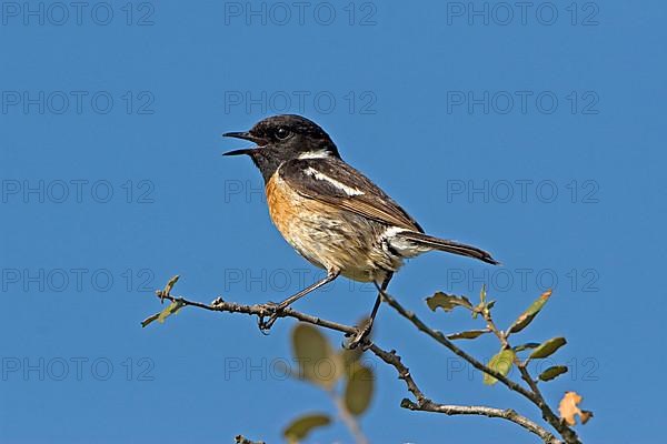 Saxicola torquatusniolan Stonechat