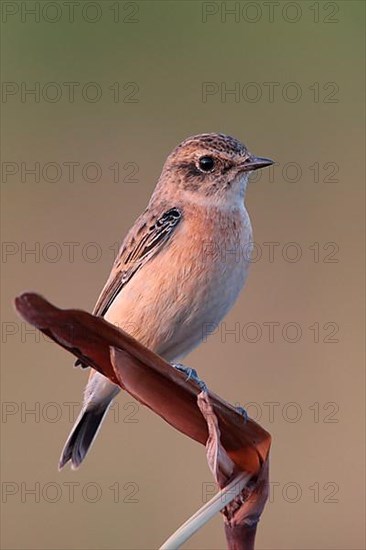 Siberian Stonechat