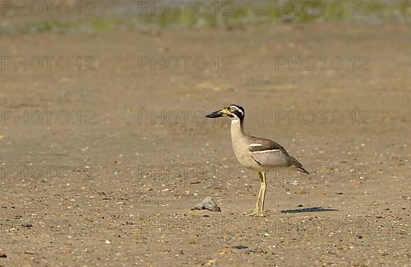 Beach Stone-curlew