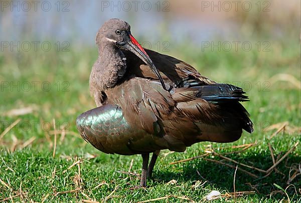 Hadada hadada ibis